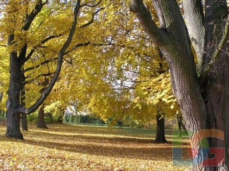 Podzim v parku